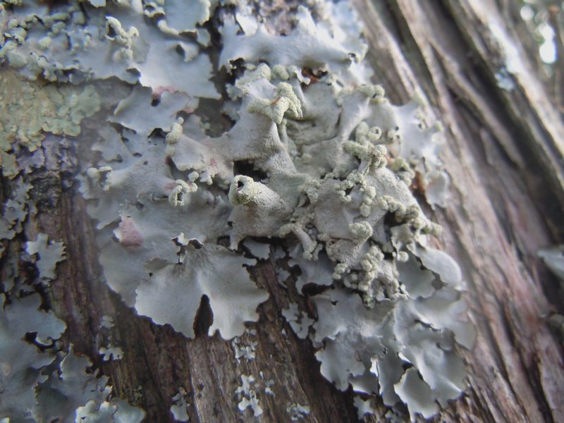 dalle dune di Porto Liscia (Santa Teresa Gallura) 1